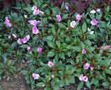 Impatiens hawkeri