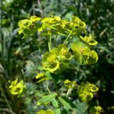 Euphorbia virgata. Соплодие. Челябинская обл., окр. г. Челябинск, Золотая горка, берёзовый лес. 05.07.2014.