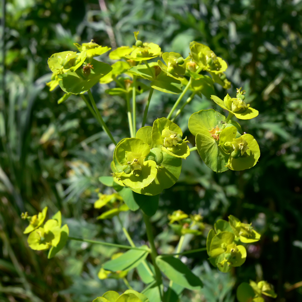 Image of Euphorbia virgata specimen.