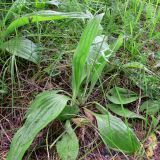 Plantago urvillei. Нижняя часть растения. Свердловская обл., окр. г. Североуральск, р-н скал Три Брата, обочина дороги между основным руслом р. Вагран и заводью. 24.07.2014.