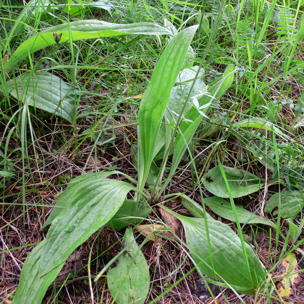 Изображение особи Plantago urvillei.