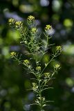 Erysimum cheiranthoides. Верхняя часть цветущего и плодоносящего растения. Республика Алтай, Шебалинский р-н, окр. с. Камлак, каменистый берег старицы р. Сема. 27.06.2015.