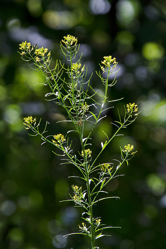 Image of Erysimum cheiranthoides specimen.