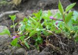 Epilobium anagallidifolium