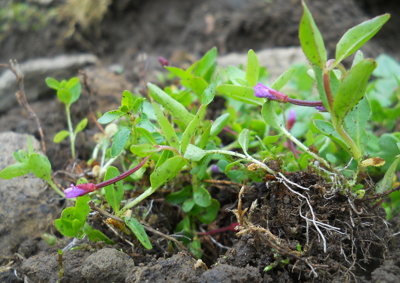 Image of Epilobium anagallidifolium specimen.