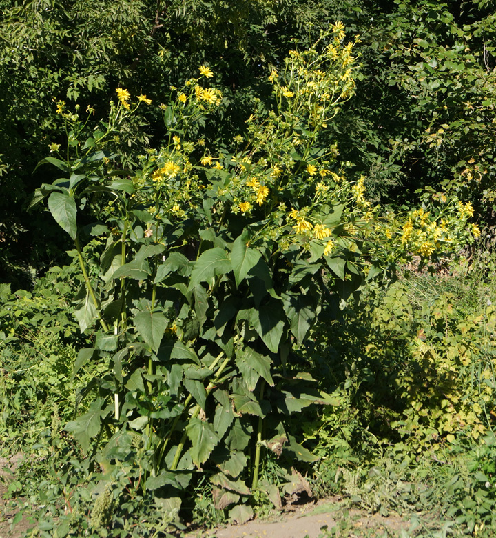 Изображение особи Silphium perfoliatum.