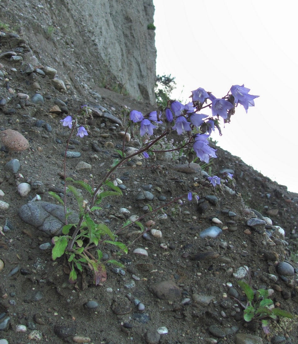 Изображение особи Campanula longistyla.