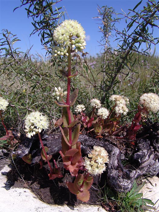 Image of Hylotelephium caucasicum specimen.