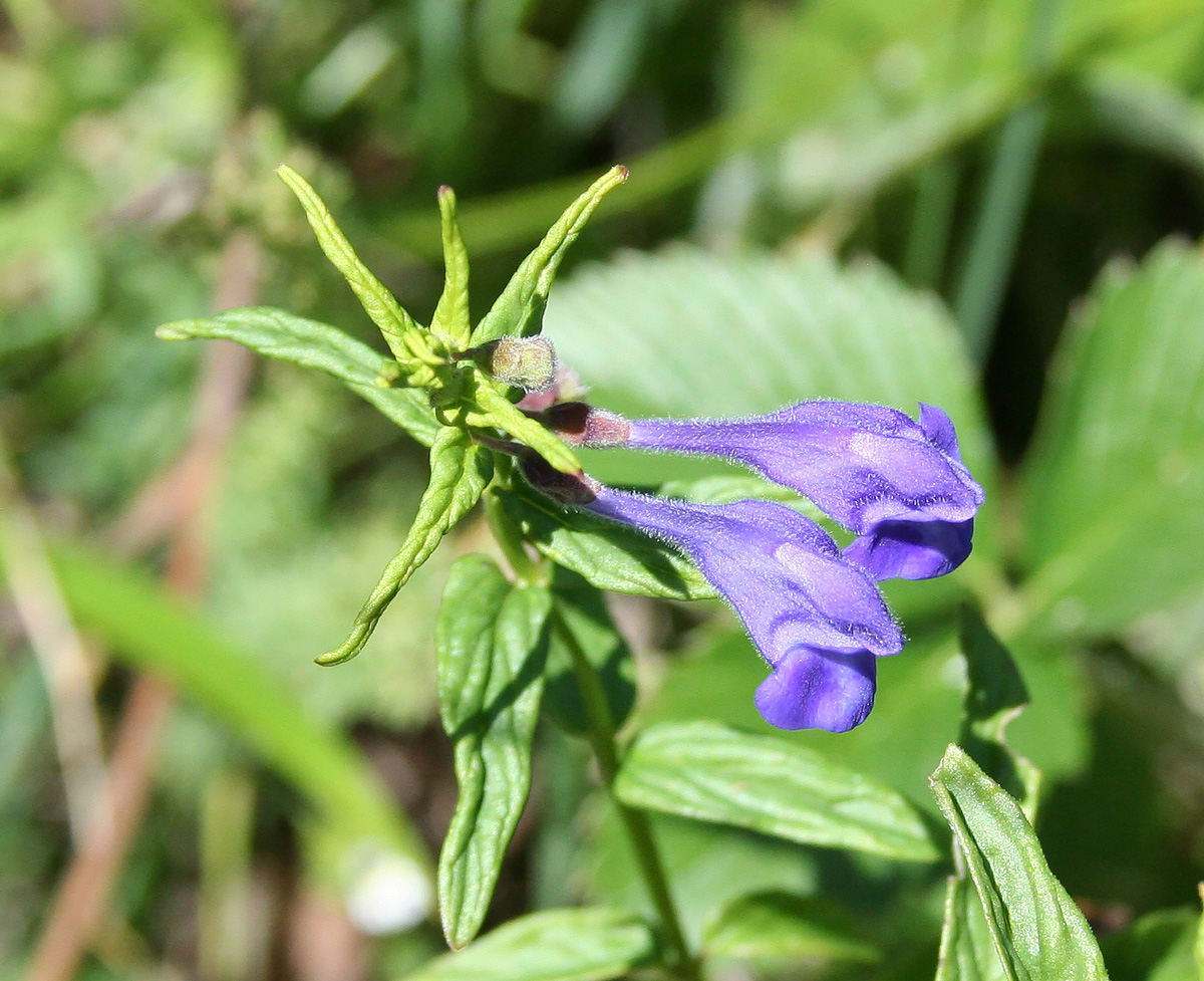 Изображение особи Scutellaria scordiifolia.