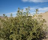 Cleome amblyocarpa. Верхушки побегов цветущего и плодоносящего растения. Израиль, южная Арава, восточные окр. киббуца Элифаз, полоса песка вдоль невысокой насыпи у грунтовой дороги. 22.02.2015.