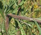 Saussurea elata