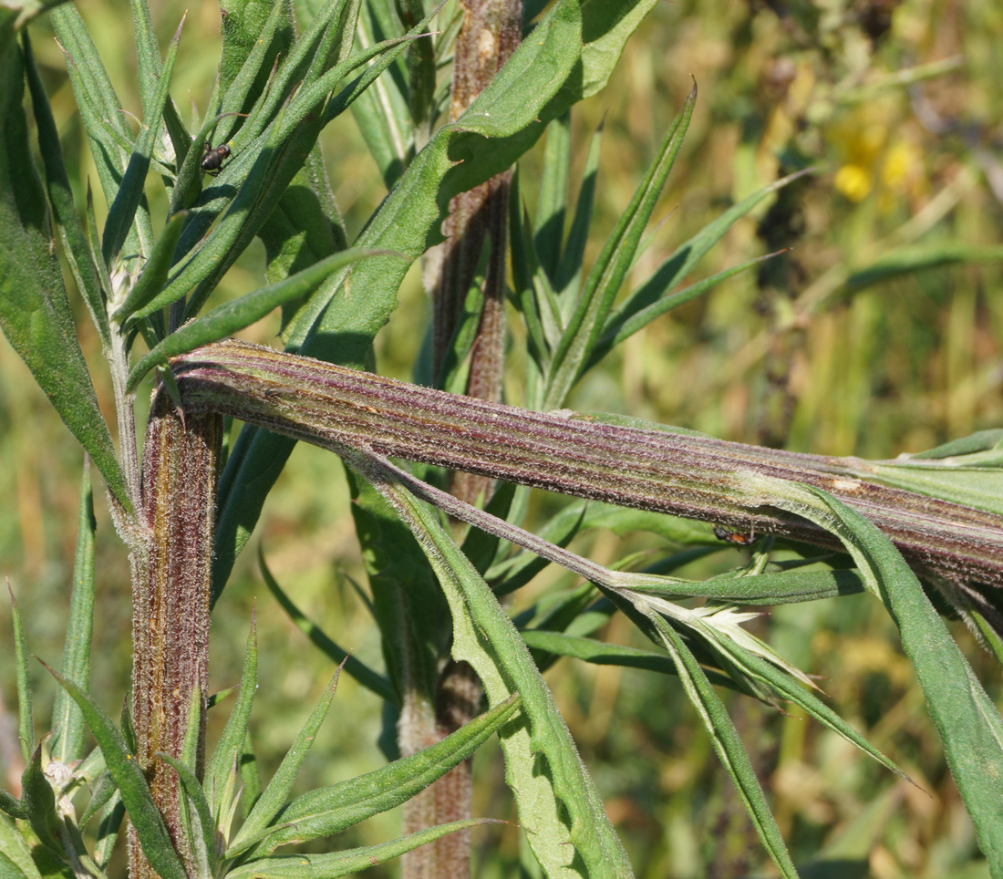 Image of Saussurea elata specimen.
