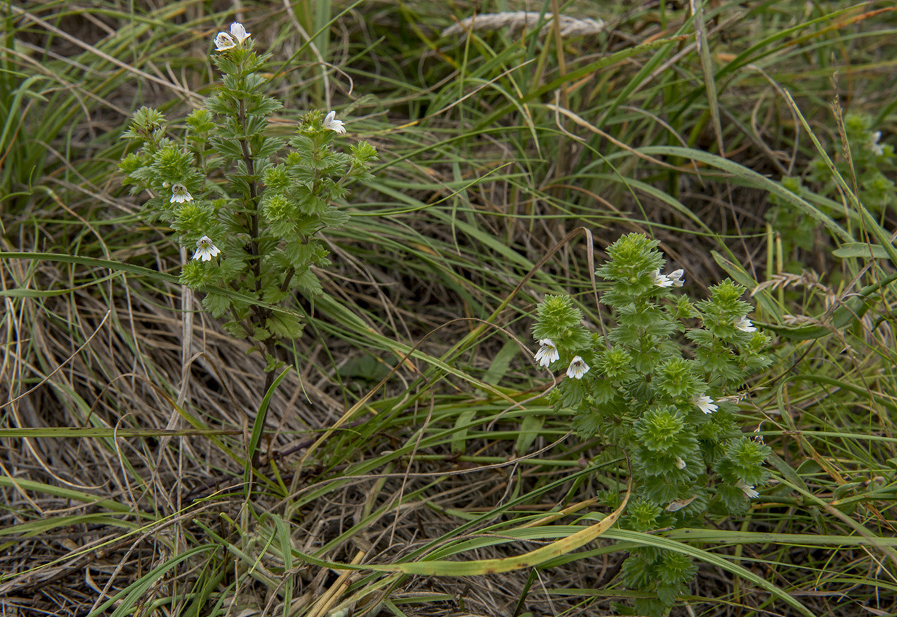 Изображение особи Euphrasia maximowiczii.