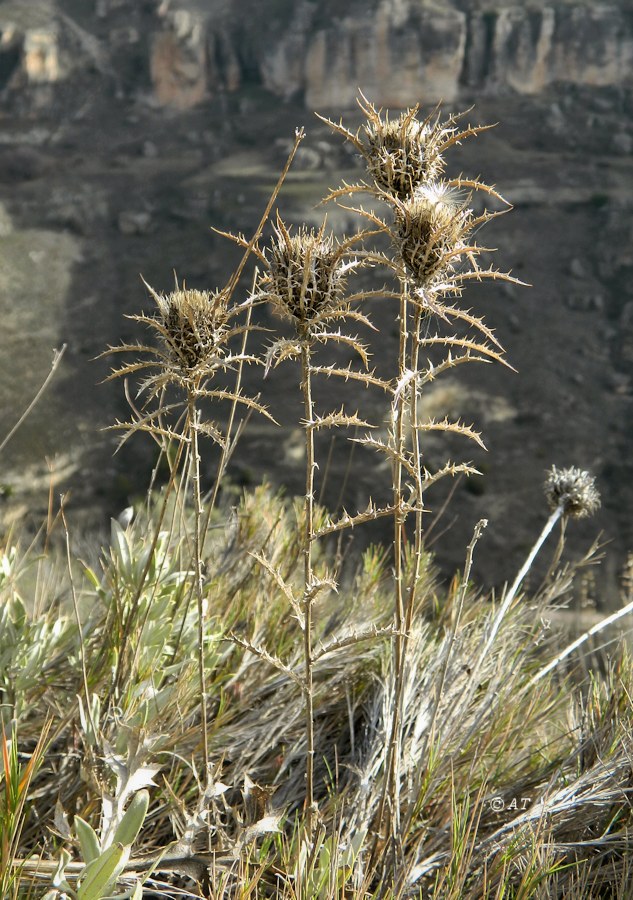 Изображение особи Atractylis humilis.