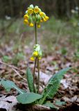 Primula veris