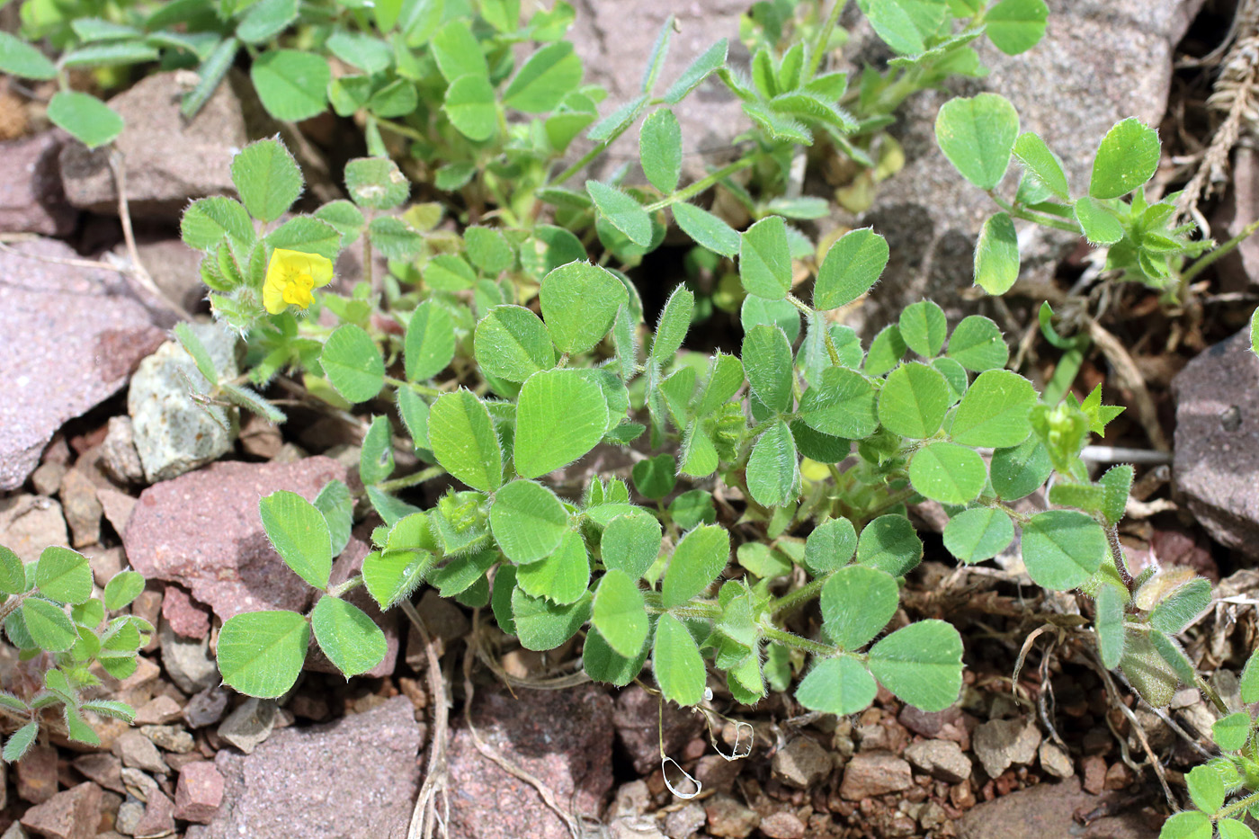 Изображение особи Medicago rigidula.