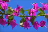 Bougainvillea spectabilis