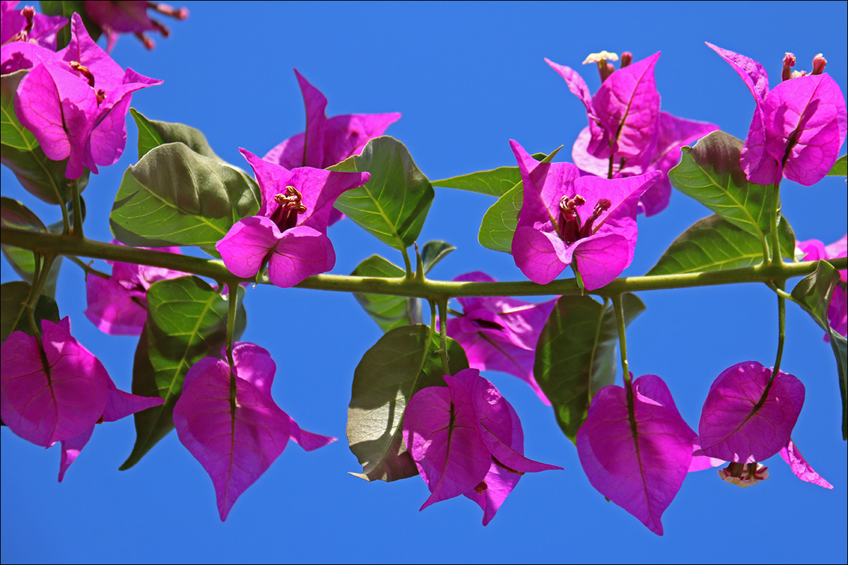 Изображение особи Bougainvillea spectabilis.