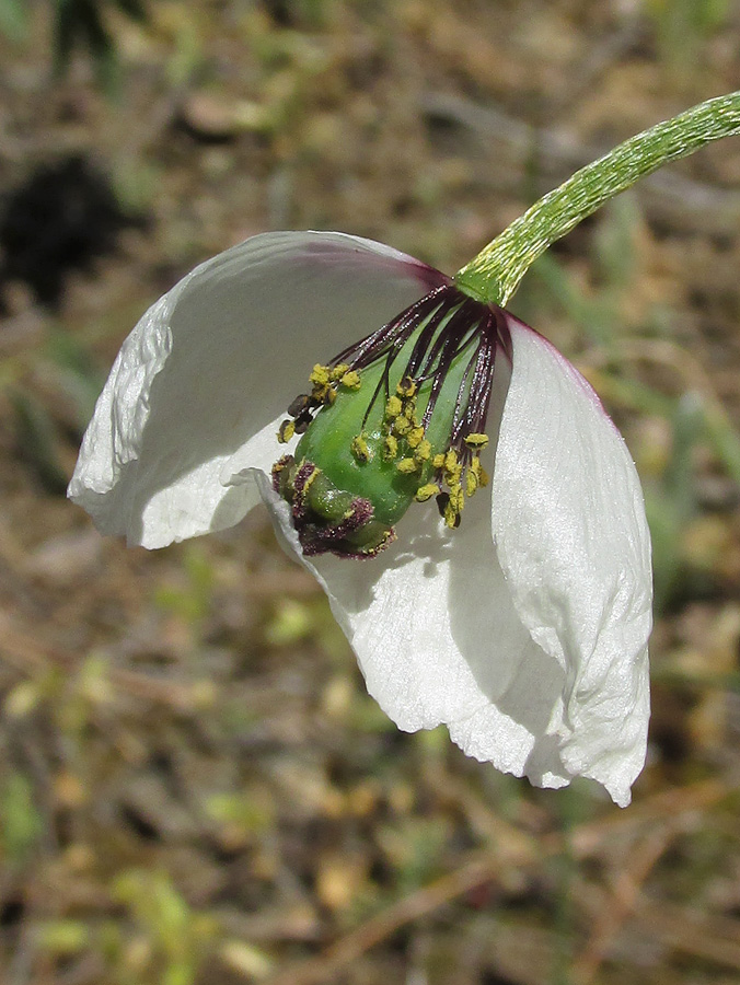 Image of Papaver albiflorum specimen.