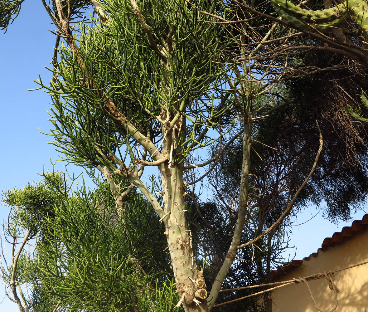 Image of Euphorbia tirucalli specimen.