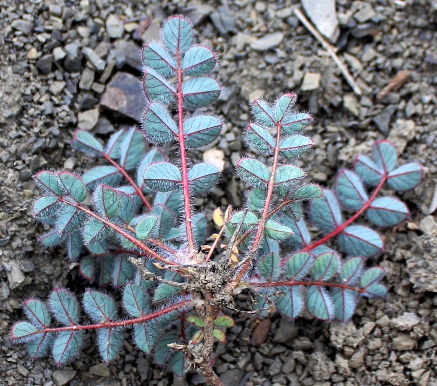 Image of Astragalus cartilagineus specimen.