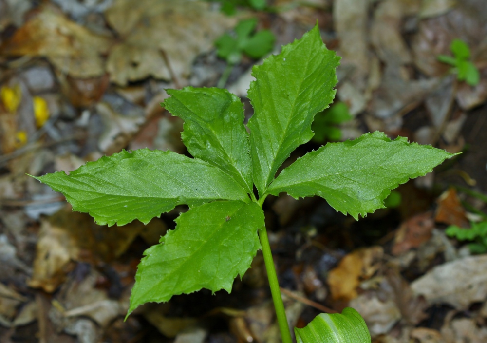 Изображение особи Arisaema komarovii.