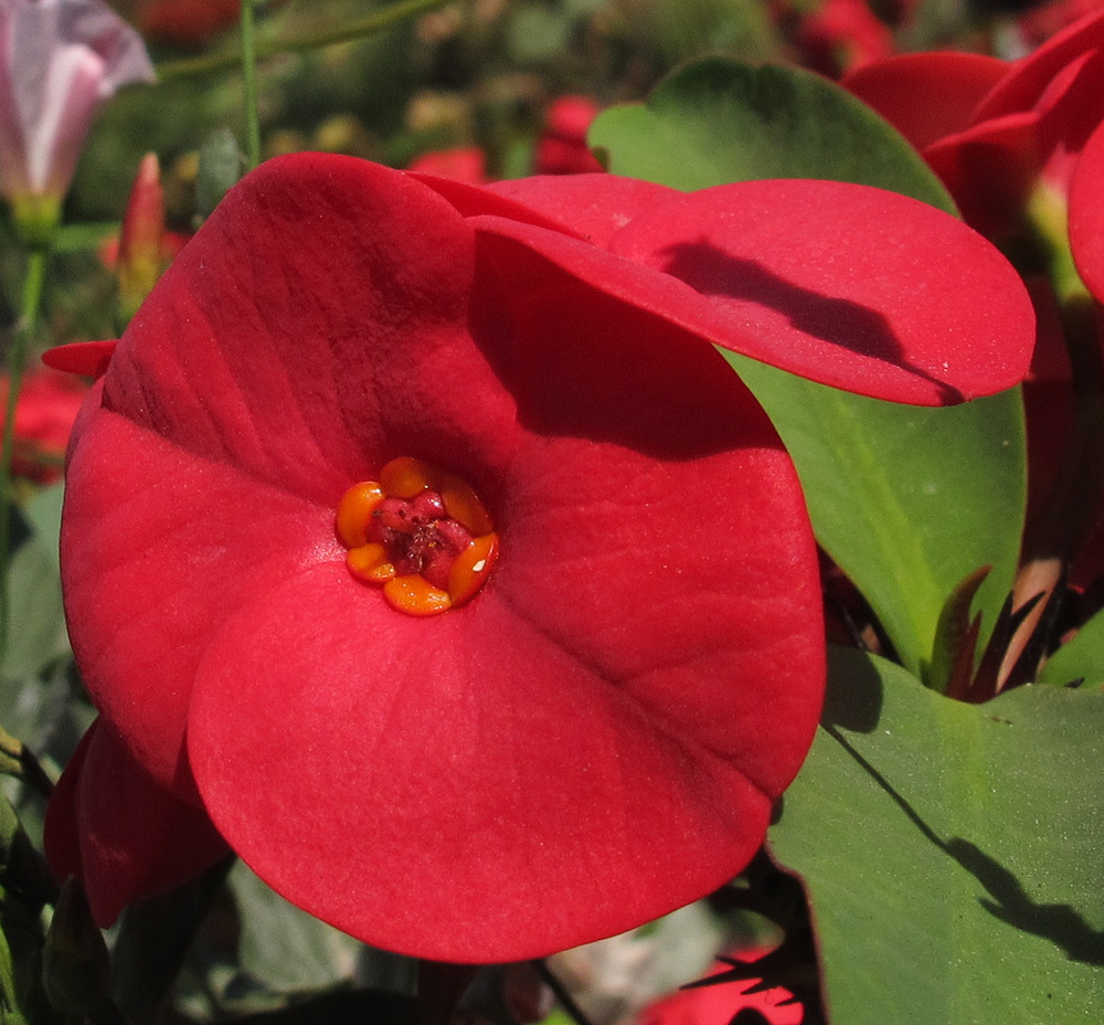 Image of Euphorbia splendens specimen.