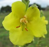 Verbascum phlomoides