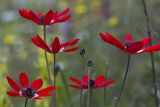 Anemone pavonina