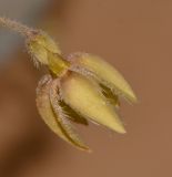 Pergularia tomentosa