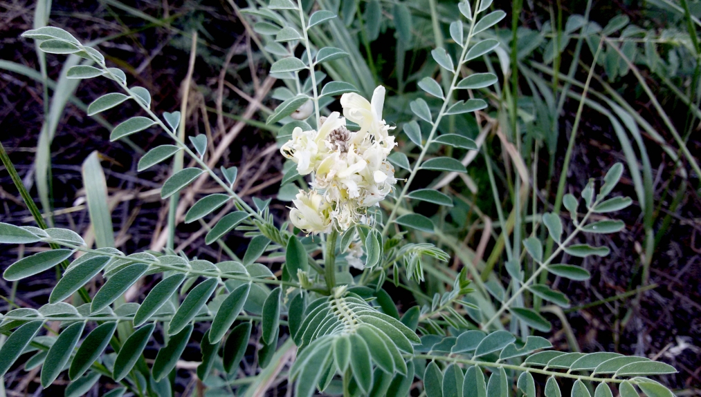 Изображение особи Pseudosophora alopecuroides.