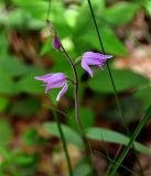 Cephalanthera rubra. Соцветие. Крым, Балаклавский р-н, скалы Кара-Коба, лиственный лес. 07.06.2016.