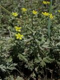 Potentilla argentea