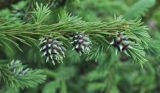 Picea obovata