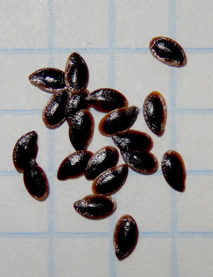 Image of Linum squamulosum specimen.