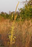 Verbascum phlomoides