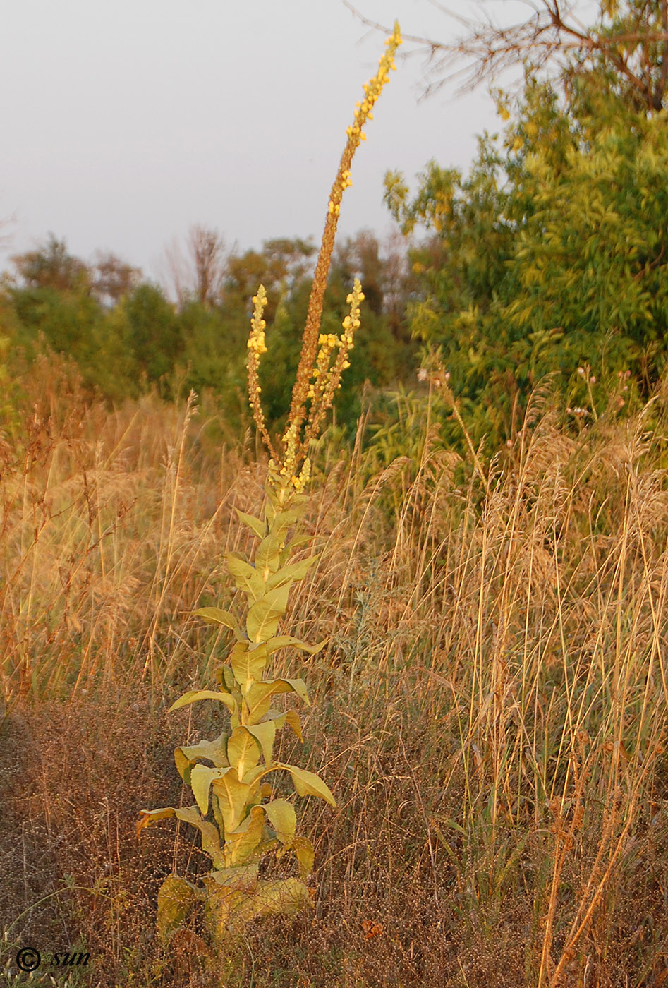 Изображение особи Verbascum phlomoides.