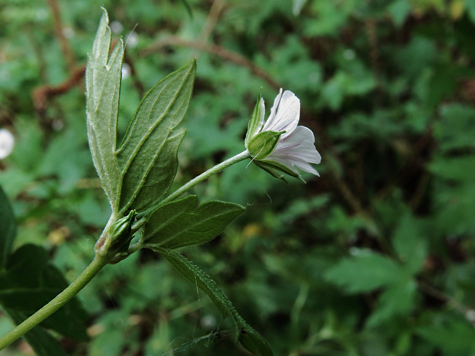 Изображение особи Geranium sibiricum.