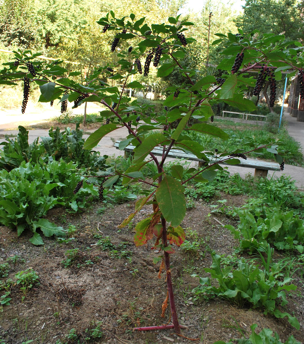 Изображение особи Phytolacca americana.