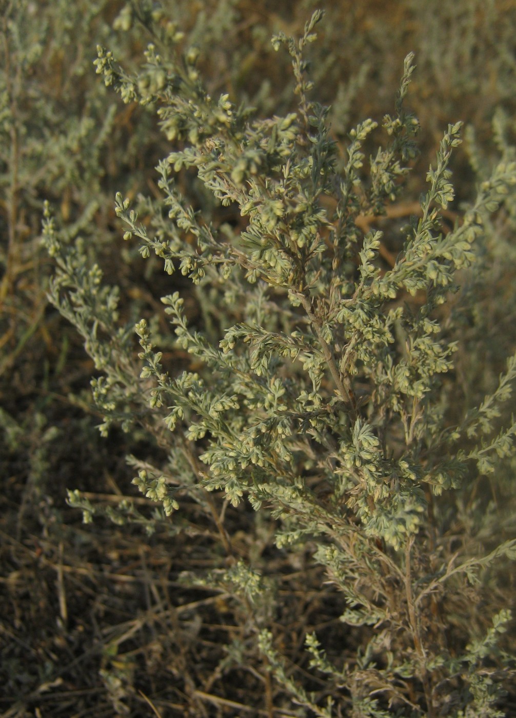 Image of Artemisia austriaca specimen.