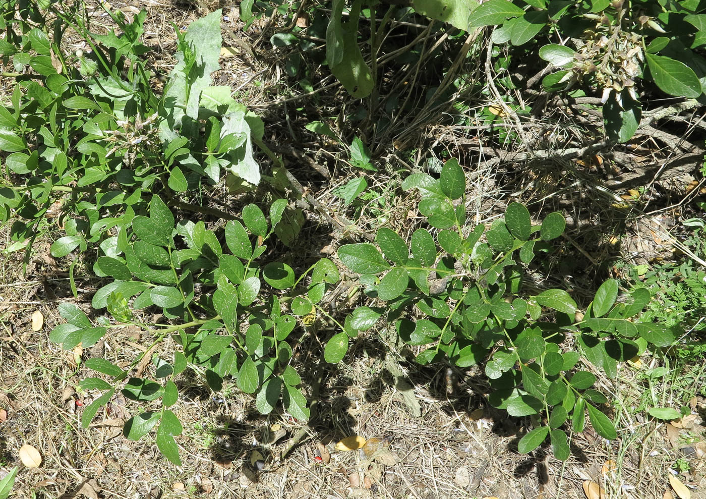 Image of Sophora secundiflora specimen.