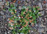 Salix herbacea