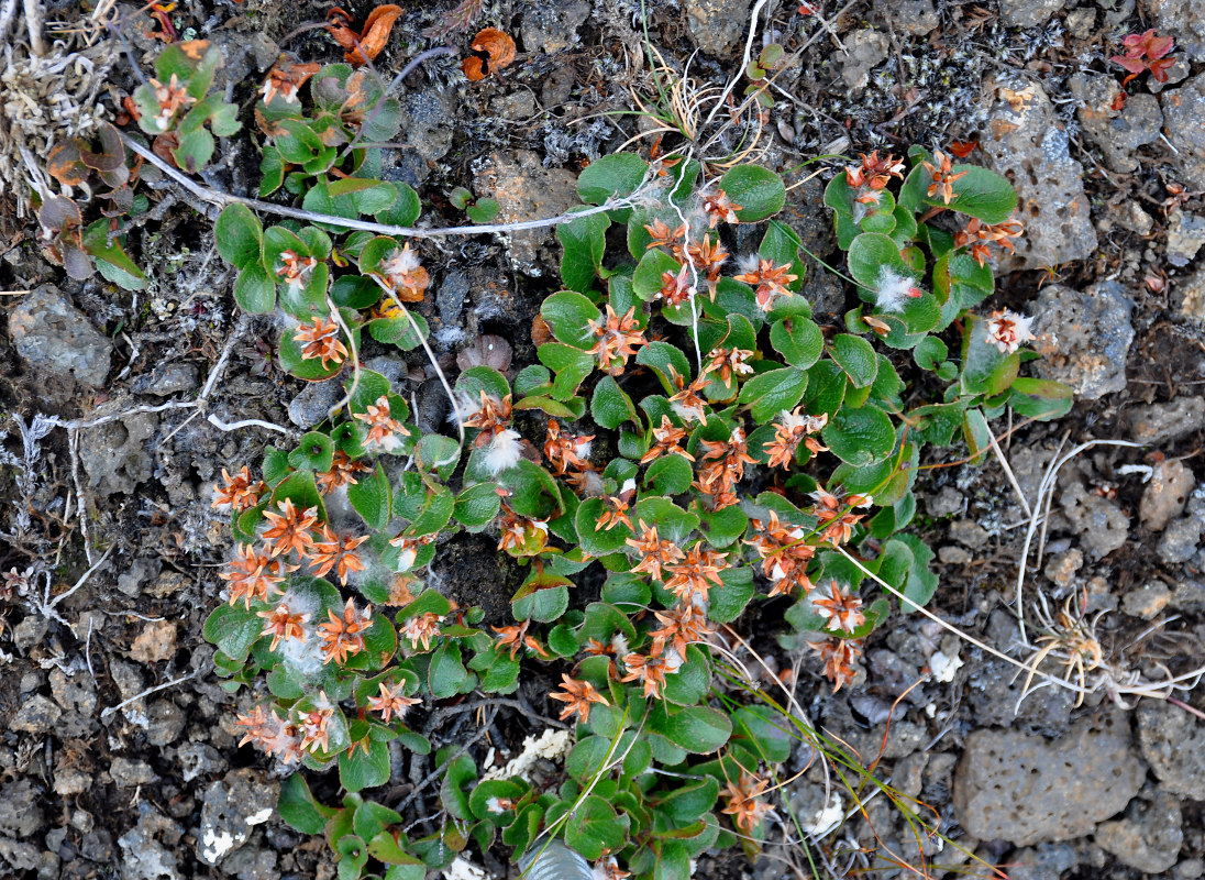 Изображение особи Salix herbacea.