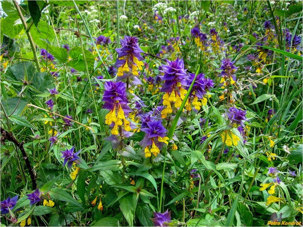 Image of Melampyrum nemorosum specimen.