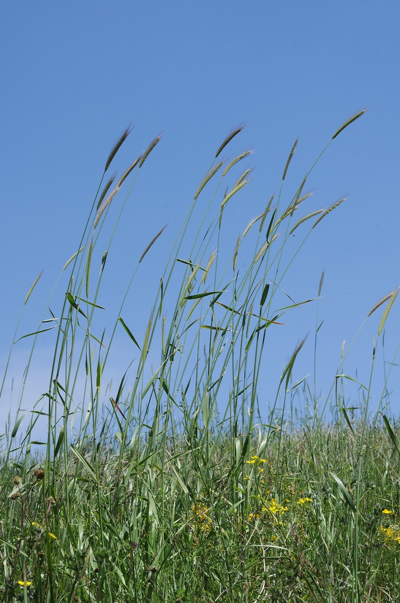 Изображение особи Hordeum bulbosum.