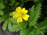 Potentilla anserina. Цветок и листья. Свердловская обл., окр. г. Североуральск, дачный участок. 23.06.2007.