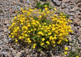 Potentilla gelida. Цветущие растения. Кабардино-Балкария, Эльбрусский р-н, пик Терскол, ≈ 2700 м н.у.м., каменистый склон. 14.07.2016.