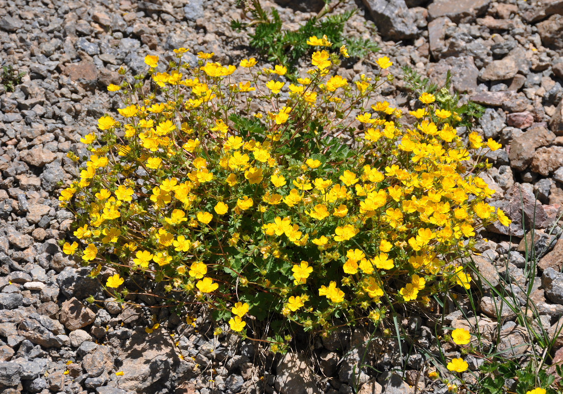 Изображение особи Potentilla gelida.