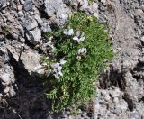 Astragalus frickii