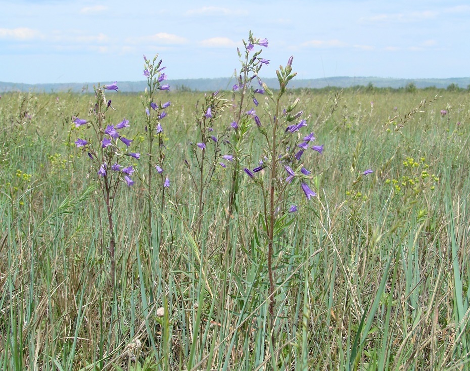 Image of Campanula sibirica specimen.